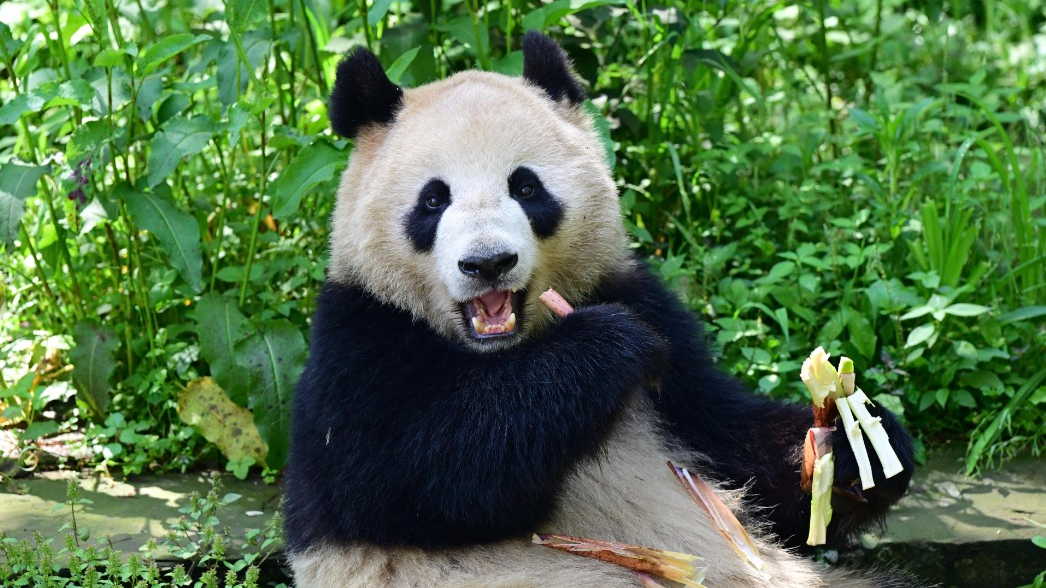 China and U.S. launch 10-year agreement to conserve giant pandas